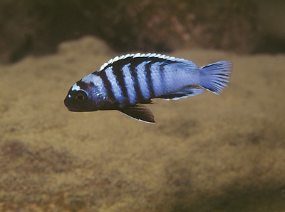 Chindongo minutus 'Nkhata Bay'